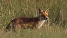 Sly Fox Licking Its Lips In Tall Grass Of Meadow; Close Up Static