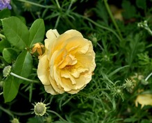Closeup Of Graham Thomas Rose, Deep Yellow Shrub Rose.