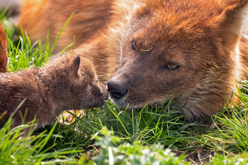 Sticker - dhole with puppie