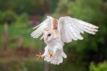 Sticker - barn owl landing