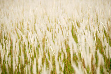 Wall Mural - field of reeds flower