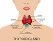 © New Africa - Illustration of human thyroid gland on white background