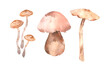 mushrooms champignons, mushroom pickle, mushroom mushroom, boletus mushroom, chanterelles mushrooms, isolated watercolor illustration