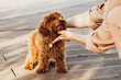 Beautiful redhead dog breed toy poodle called Metti with it's owner outdoors
