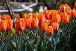 Side view of orange or coral colored tulips