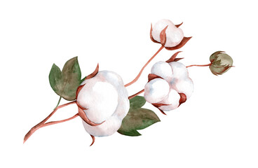 Cotton plant Branch with flowers Hand drawn watercolor illustration, isolated on white background