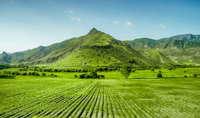 Wall Mural - Bright fresh green grass field and mountain range under blue sky. Countryside spring emerald landscape. Nature backgroud. Agriculture and farming. . Agro industry. Growing organic vegetables or herbs