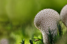 Puffball Mushroom Growing On Light Green Forest Ground, Bovista
