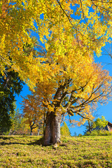 Wall Mural - colorful autumnal scenery, beech tree at mountain slope