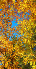 Wall Mural - autumnal broad-leaf branches with golden and orange leaves