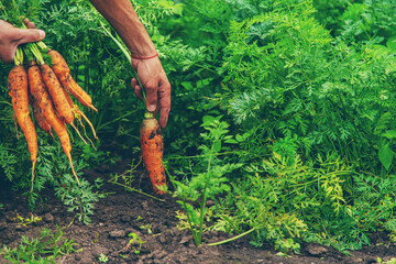 Wall Mural - Male farmer harvesting carrots in the garden. Selective focus.