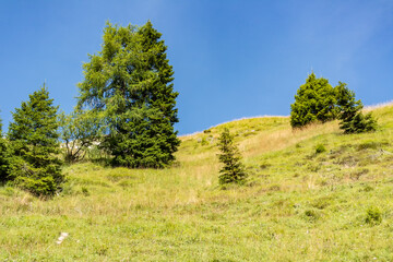 Wall Mural - Mountain view at Passo Rolle, San Martino di Castrozza, Trentino Alto Adige - Italy