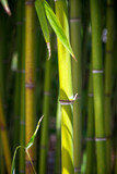 Fototapeta Na drzwi - Bamboo forest background