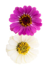 Sticker - zinnia flower isolated