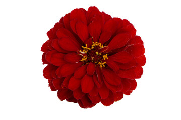 Sticker - zinnia flower isolated