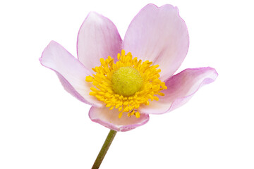 Wall Mural - japanese anemone isolated