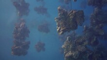 View Of The Underwater Oyster Farm With Fishes On The Ocean. Fresh Seafood Oysters Growing Systems In Pristine Waters. Watching Undersea Fishes And Marine Animals In The Blue Water