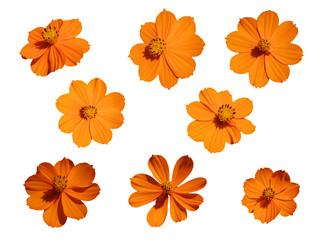 Wall Mural - set of orange color flowers isolated on white background