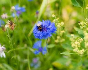 bee on flower