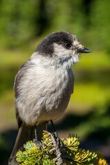 Poster - Vertical closeup of a Gray jay (Perisoreus canadensis) perched on pine tree branch on sunny day