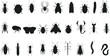 Insect beetle isolated bug fly beetle isolated Vector Silhouettes