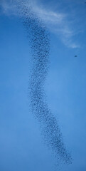 Bats flying out of a cave; bats flying out from deer cave in Mulu National Park, Borneo Malaysia; Bats flying in a synchronised manner; eagle hunting bats coming out from cave; eagle hunting