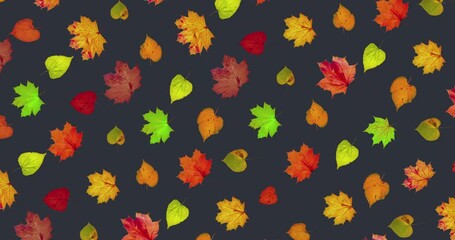 Wall Mural - Animated pattern of rotating dry autumn leaves with congratulations on blackboard background, happy thanksgiving day background concept