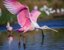 Pink Roseate Spoonbill Flying In For A Landing