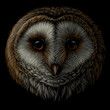 Barn owl. Realistic, color portrait of an owl on a black background. Digital vector drawing.