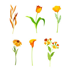 Wall Mural - Beautiful Orange Flowers with California Poppy and Tulip Blossom on Stem Vector Set