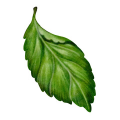 Hand draw leaf isolated on white background 