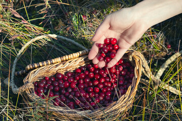 Wall Mural - Woman's hand pours the collected cranberries into a basket