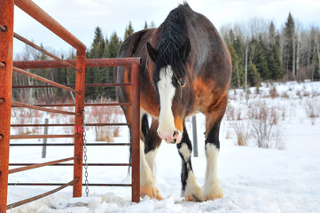 Wall Mural - Brown  colored Clydesdale horse in winter along metal rustic fence