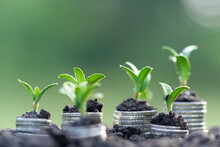 Money Growth In Soil With Green Leaves And Trees Concept, Business And Farming Success Finance. Agriculture Plant Seeding Growing Step Concept In Garden