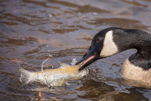Canada Goose With Fish