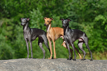 Wall Mural - Three Italian Greyhounds dogs