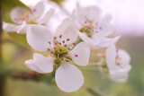 Fototapeta Storczyk - Apple Blossoms in Soft Afternoon Sunlight, Up-Close Macro