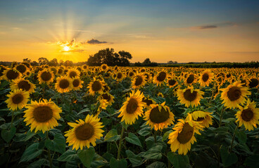 Wall Mural - Beautiful sunset over sunflowers field