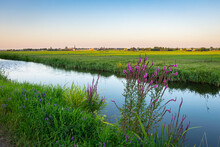 Beautiful Scenery Of The Green Dutch Watery Landscape Near Gouda, Holland. Flowering Purple Loosestrife In The Foreground.