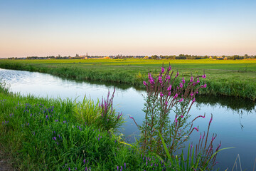 Wall Mural - beautiful scenery of the green dutch watery landscape near gouda, holland. flowering purple loosestr