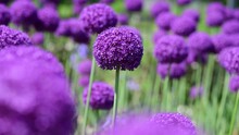 Nice Purple Ball Flower Onion At Summer Day With Bee