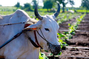 Indian pola festival , ox festival.