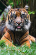 Close-up of a Sumatran tiger in jungle