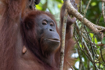 Wall Mural - Wild Bornean orangutan (Pongo pygmaeus) at Semenggoh Nature Reserve in Kuching, Borneo, Malaysia.