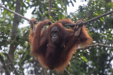 Wall Mural - Wild Bornean orangutan (Pongo pygmaeus) at Semenggoh Nature Reserve in Kuching, Borneo, Malaysia.