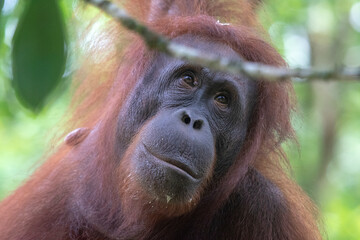 Wall Mural - Wild Bornean orangutan (Pongo pygmaeus) at Semenggoh Nature Reserve in Kuching, Borneo, Malaysia.