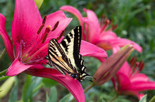 Western Tiger Swallowtail On Lily