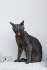 Wall Mural - Photo of a Russian blue cat yawning while sitting on a picnic chair with a white background