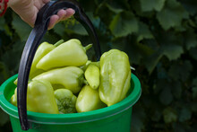 Sweet Pepper In A Green Plastic Bucket