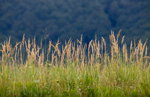 Large Flowering Grass In The Foreground